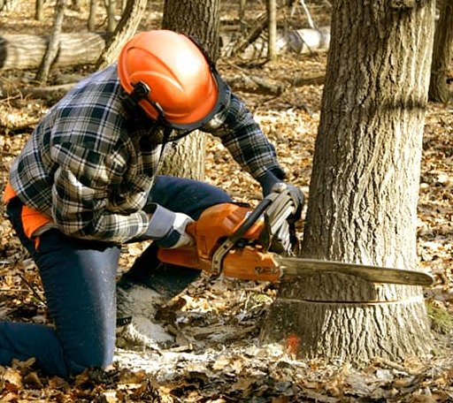 Tree Removal in Dutton, VA